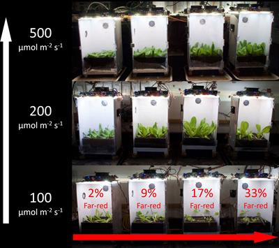 On the contrasting morphological response to far-red at high and low photon fluxes